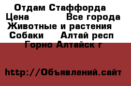 Отдам Стаффорда › Цена ­ 2 000 - Все города Животные и растения » Собаки   . Алтай респ.,Горно-Алтайск г.